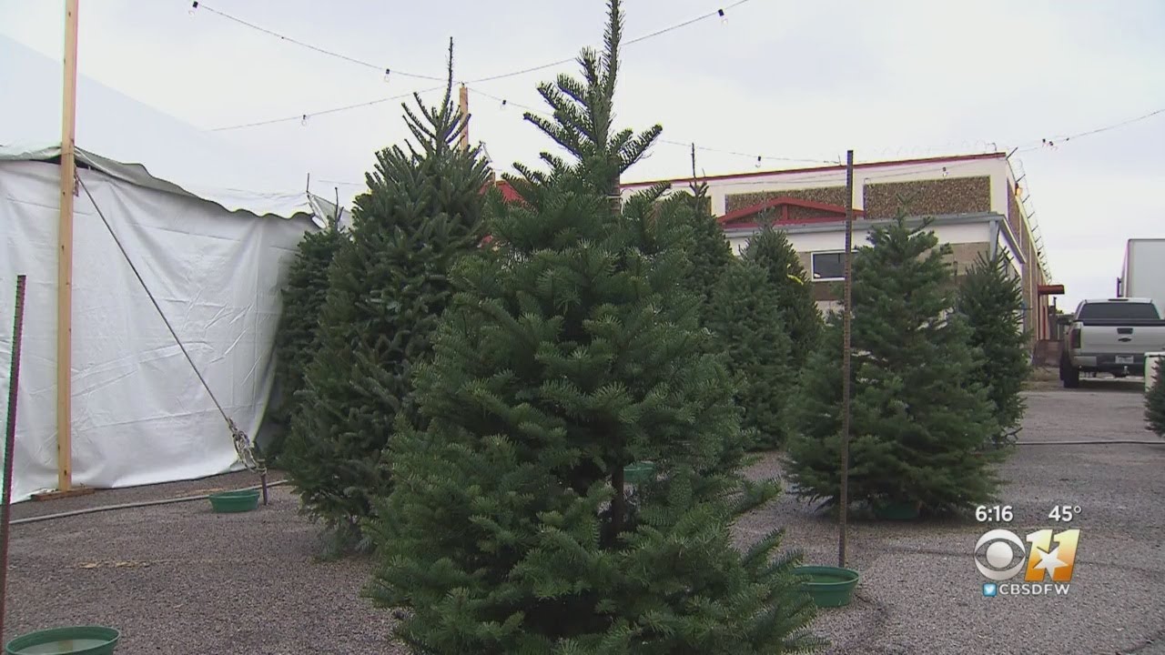 Demand For Hemp, CBD Oil Could Result In A Christmas Tree Shortage