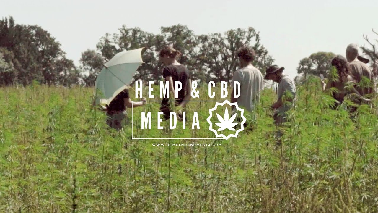 UK Hemp Farm loses license and has to destroy £200,000 worth of it's Crop!! An Interview with HEMPEN