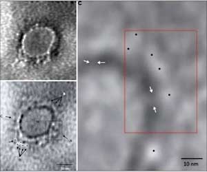 Protein as New Therapeutic Target for COVID-19