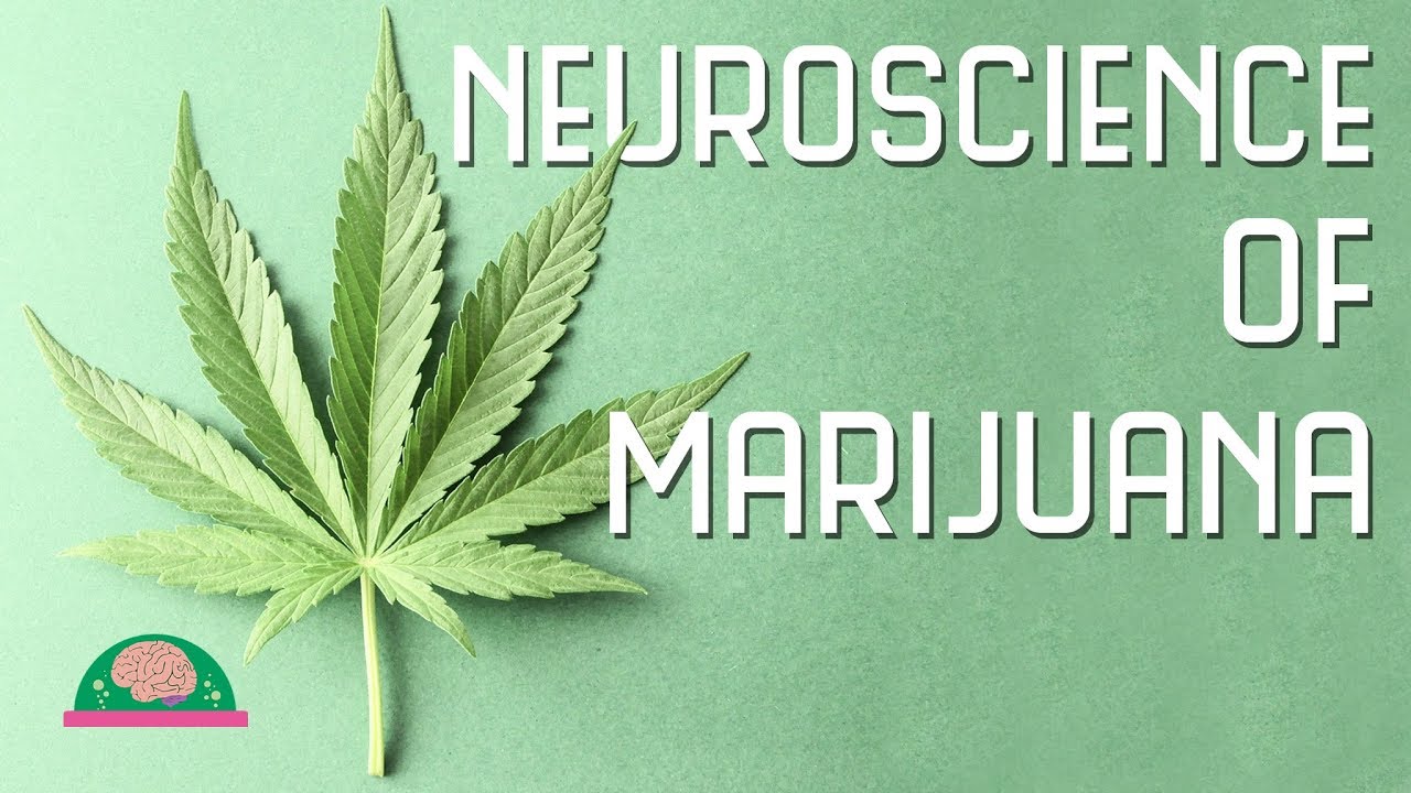 How does marijuana affect your brain?