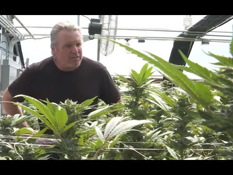 Kevin Jodrey: Connoisseur Cultivars – Breeding Exquisite Cannabis Varieties / Ganjier