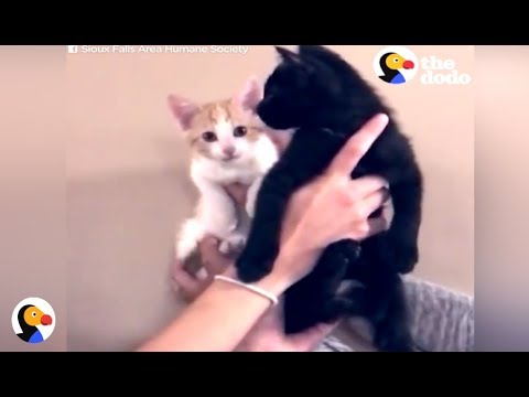 SOLAR ECLIPSE KITTENS | The Dodo