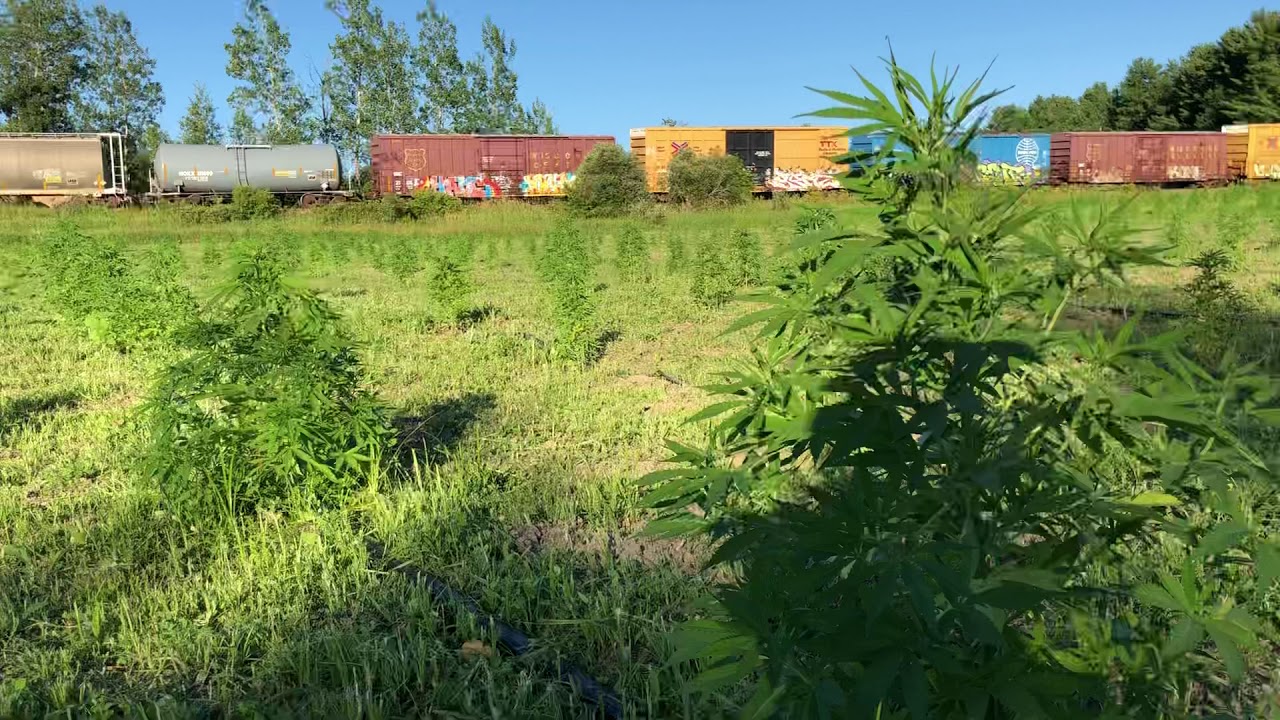 CBD Hemp Field, Week 5: Featuring Local Train