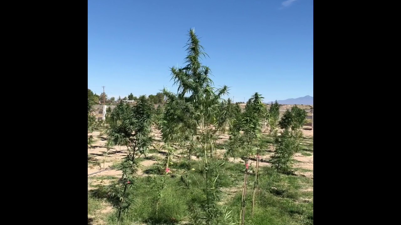 Hemp Farm Cbd