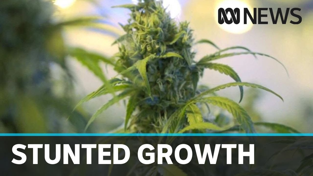 Australian medicinal cannabis shares take a hit as market reality sets in | ABC News