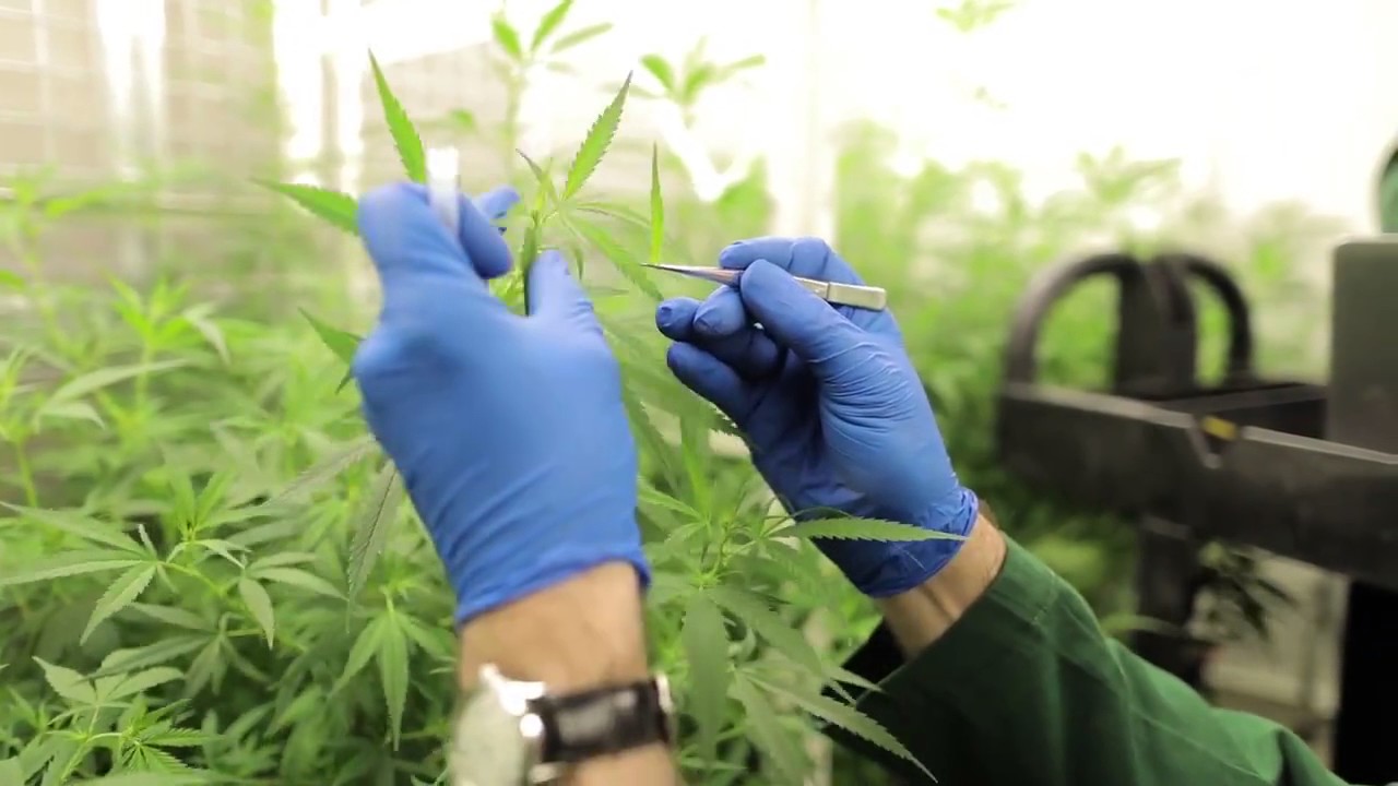 AUSTRALIA: New footage released of Victoria’s medicinal cannabis crop