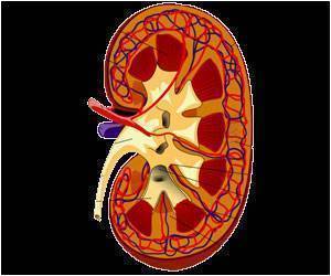 New Drug Enables Delivery of Carbon Monoxide to Protect Kidneys