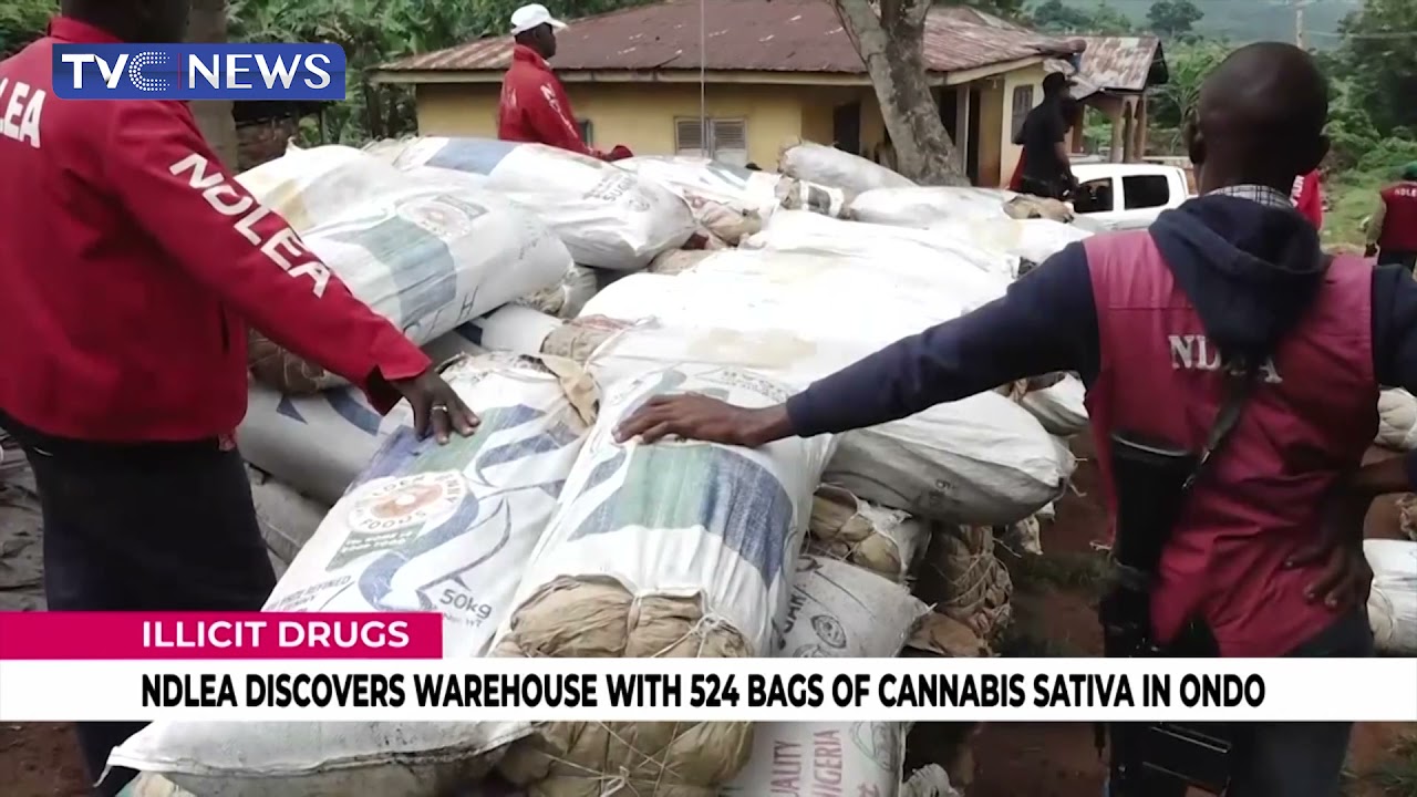 [VIDEO] NDLEA Discovers Warehouse with 524 bags of cannabis Sativa in Ondo