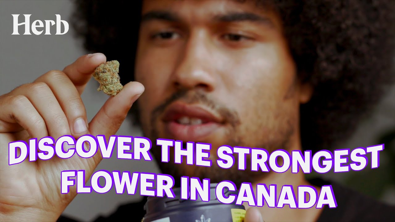 We Tried The Strongest Flower In Canada | Edison Cannabis Co.