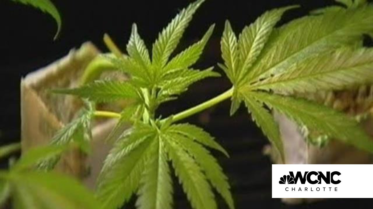 NC medical marijuana bill advances