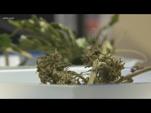 TBI developing methods to identify hemp vs. marijuana