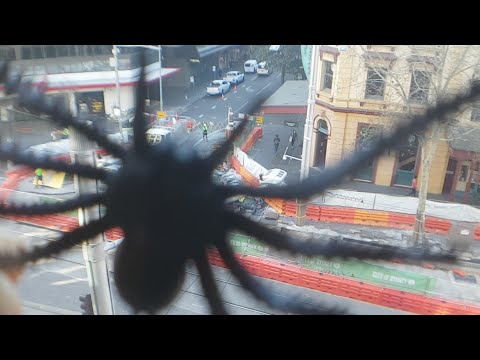 Live Now🌱Spring- Sydney CBD Lockdown-Day 74 – George St. 07.09.21 #sydneylockdown 👀 from 9am