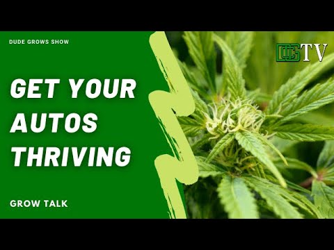 How To Setup Your Environment In a Perpetual Autoflower Grow