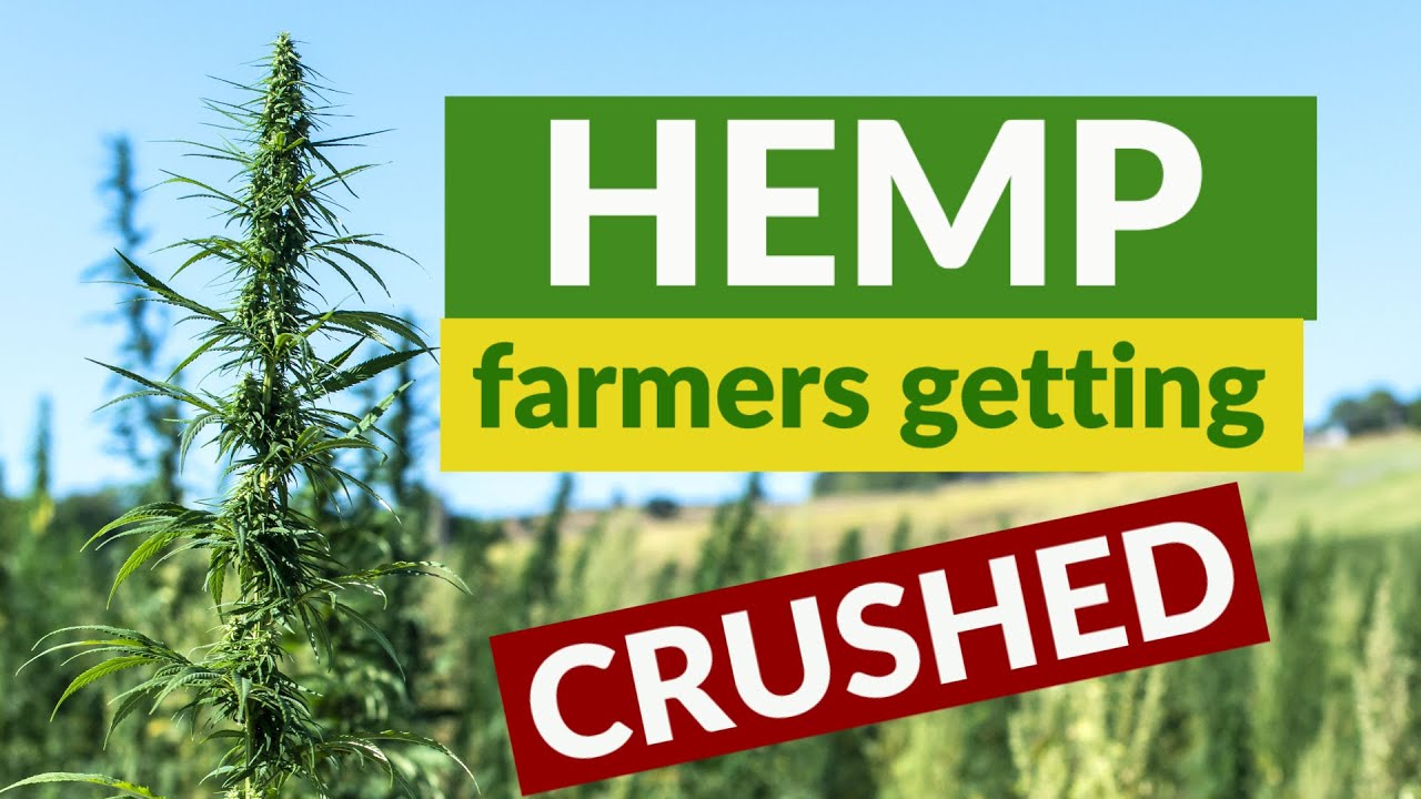 hemp report -american hemp dreams are being crushed by these 5 challenges