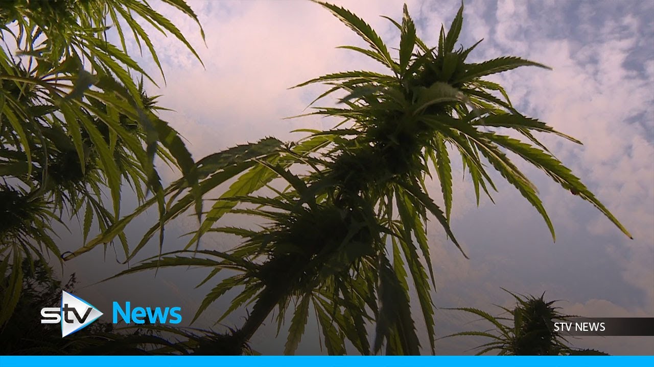 Farmers swap cattle for cannabis as north east becomes ‘hemp haven’