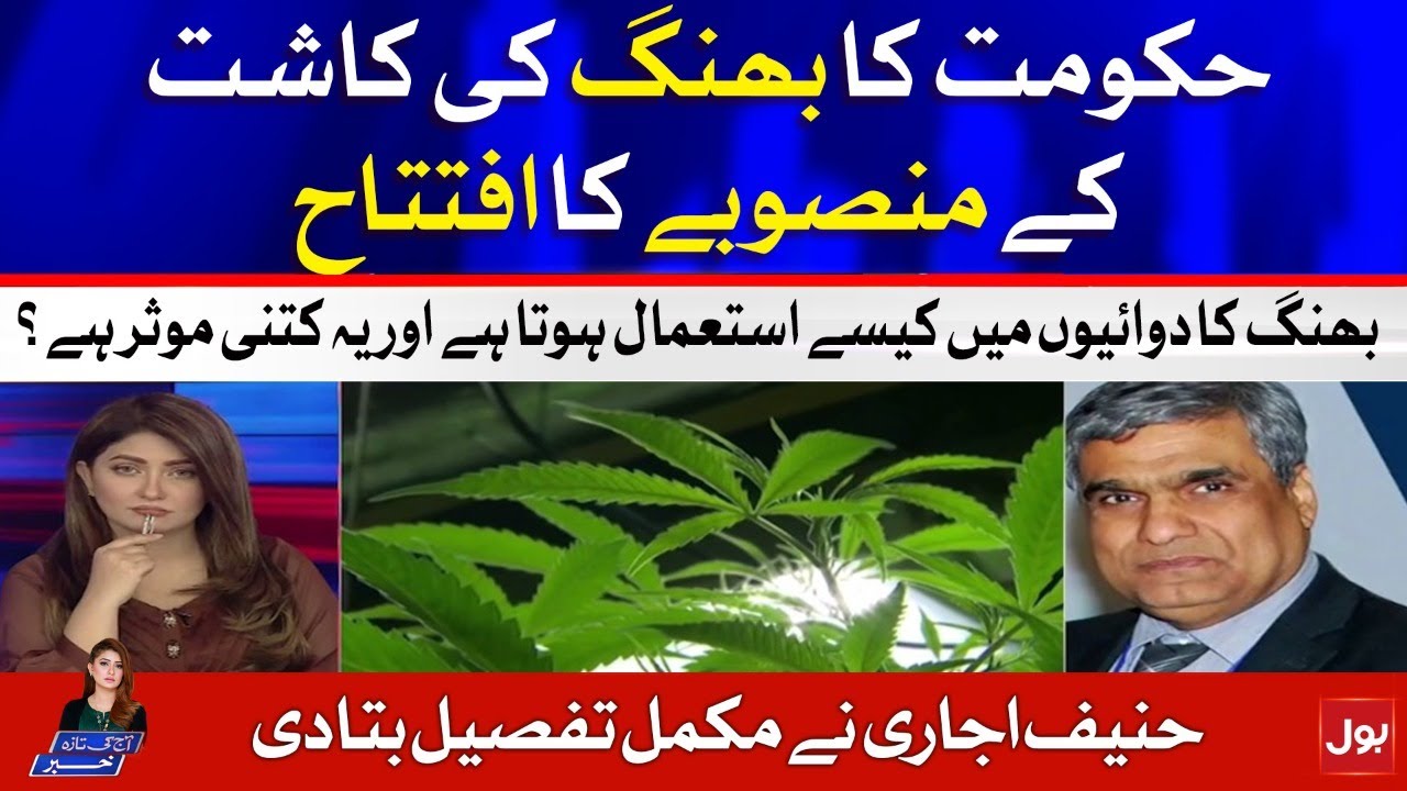 Government inaugurates cannabis cultivation project | Aaj Ki Taaza Khabar