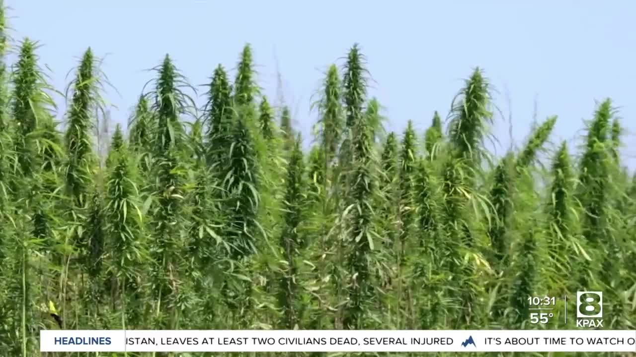 Montana Ag Network: Hemp Growers Urged to Participate in Survey