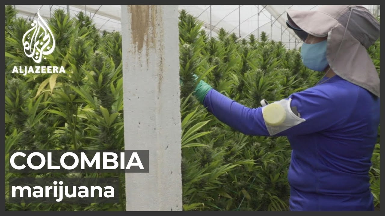 Colombia on pace to become leading producer of medical cannabis