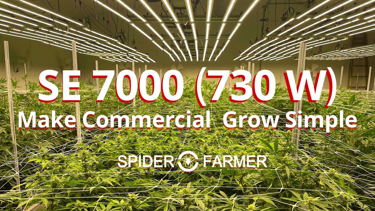 Commercial Cannabis Grow Lighting – Spider Farmer SE 7000 LED