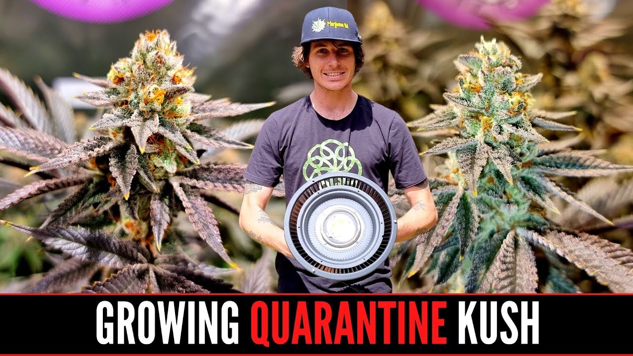 Clone to Harvest – Quarantine Kush Grow Series (EP6)