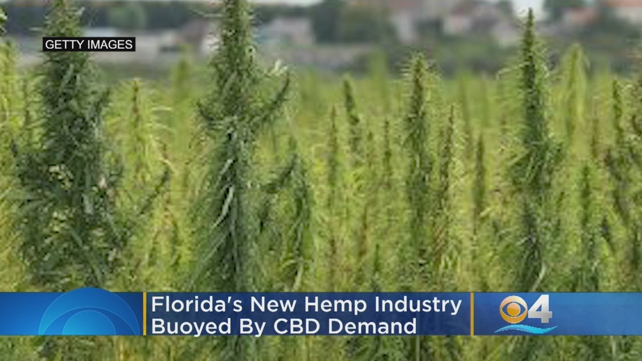 Florida's New Hemp Industry Buoyed By CBD Demand