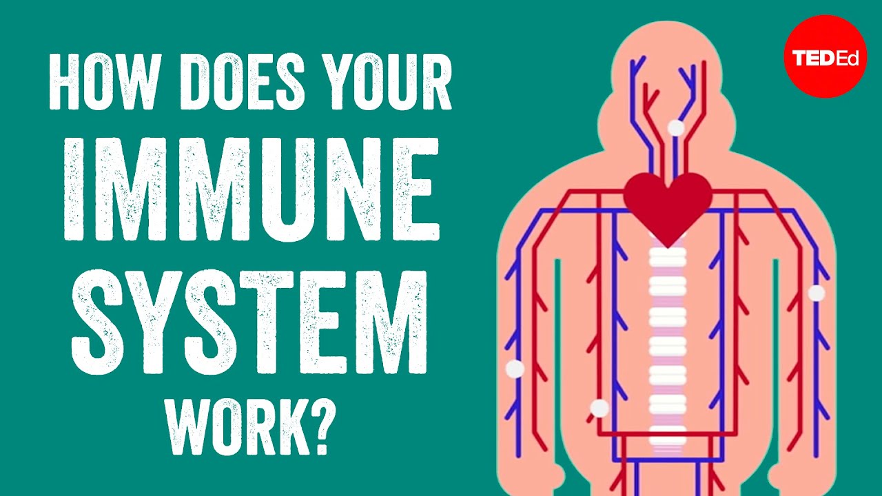 How does your immune system work? – Emma Bryce