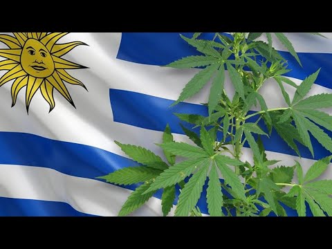 Cultivo, distribución y venta del cannabis en Uruguay