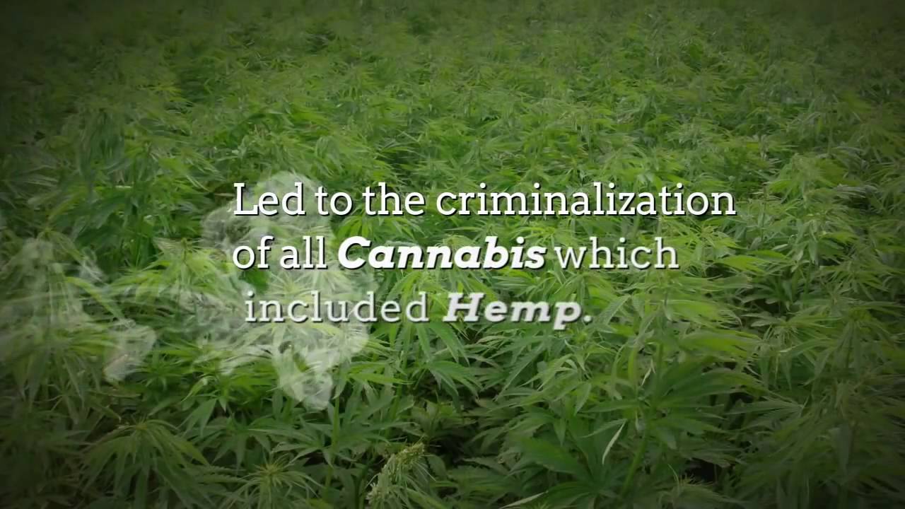 Do you think you know hemp plant and CBD