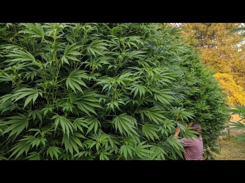 What Nutrients Do I Need To Grow Organic Cannabis? ||| Essentials & Extras