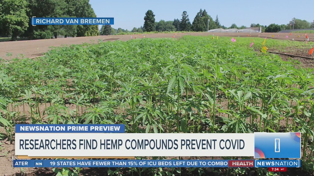 Researchers find hemp compounds prevent COVID-19 | Morning in America