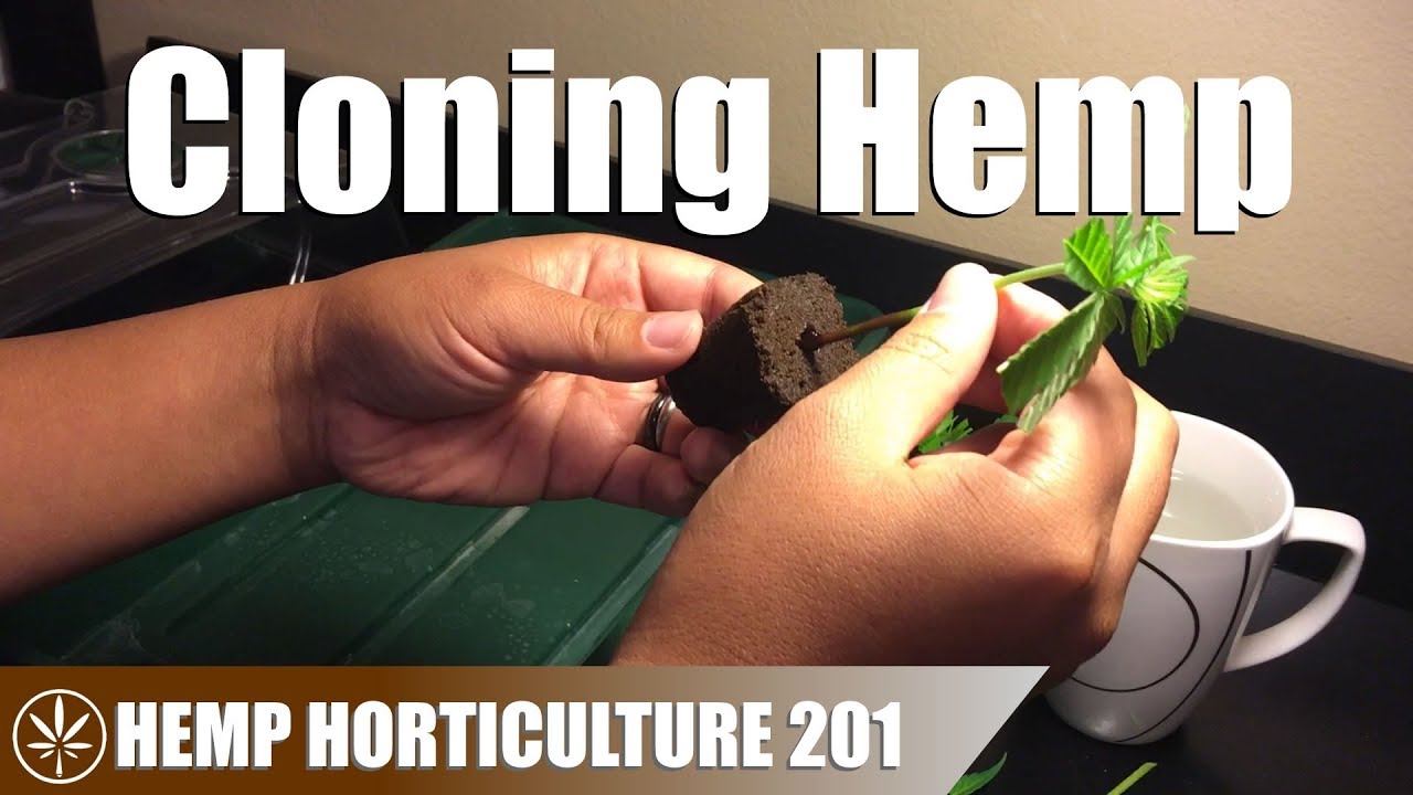 How to Clone a Hemp Plant