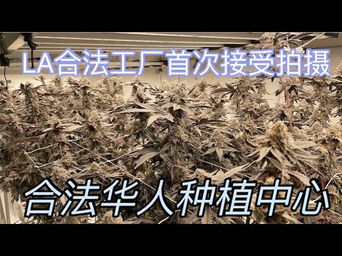 大麻种植中心首次拍摄 ｜ 美国LA的合法华人种植厂 ｜ 高水平商业种植