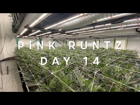 Pink Runtz – Day 14 – Indoor Marjuana Grow Room – LED Basement Grow – Old Diamonds