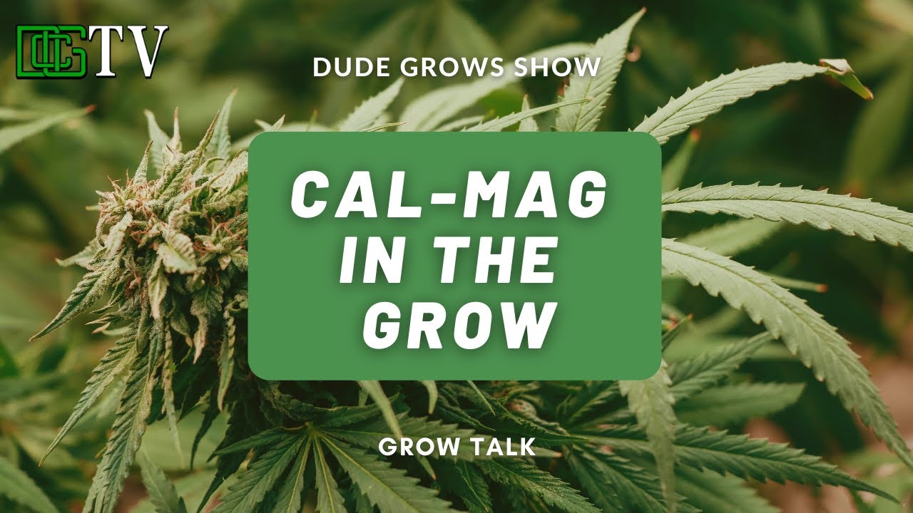 When You Should Be Using Cal-Mag In The Garden (Grow Talk – The Dude Grows)