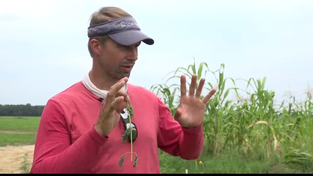 Industrial Hemp Growing in South Carolina