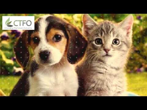 CTFO CBD PETS