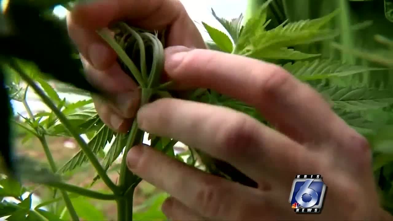 Hemp production in South Texas: is it viable?