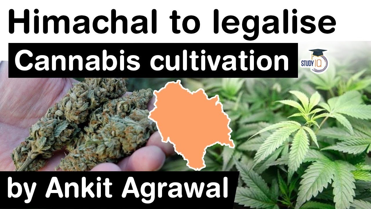 Himachal Pradesh is planning to legalise cannabis cultivation – What has prompted Himachal Govt?