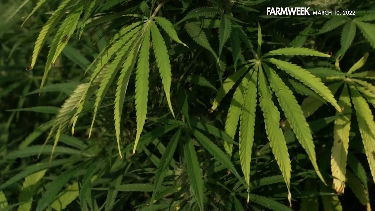 Farmweek | Hemp vs Marijuana | March 10, 2022