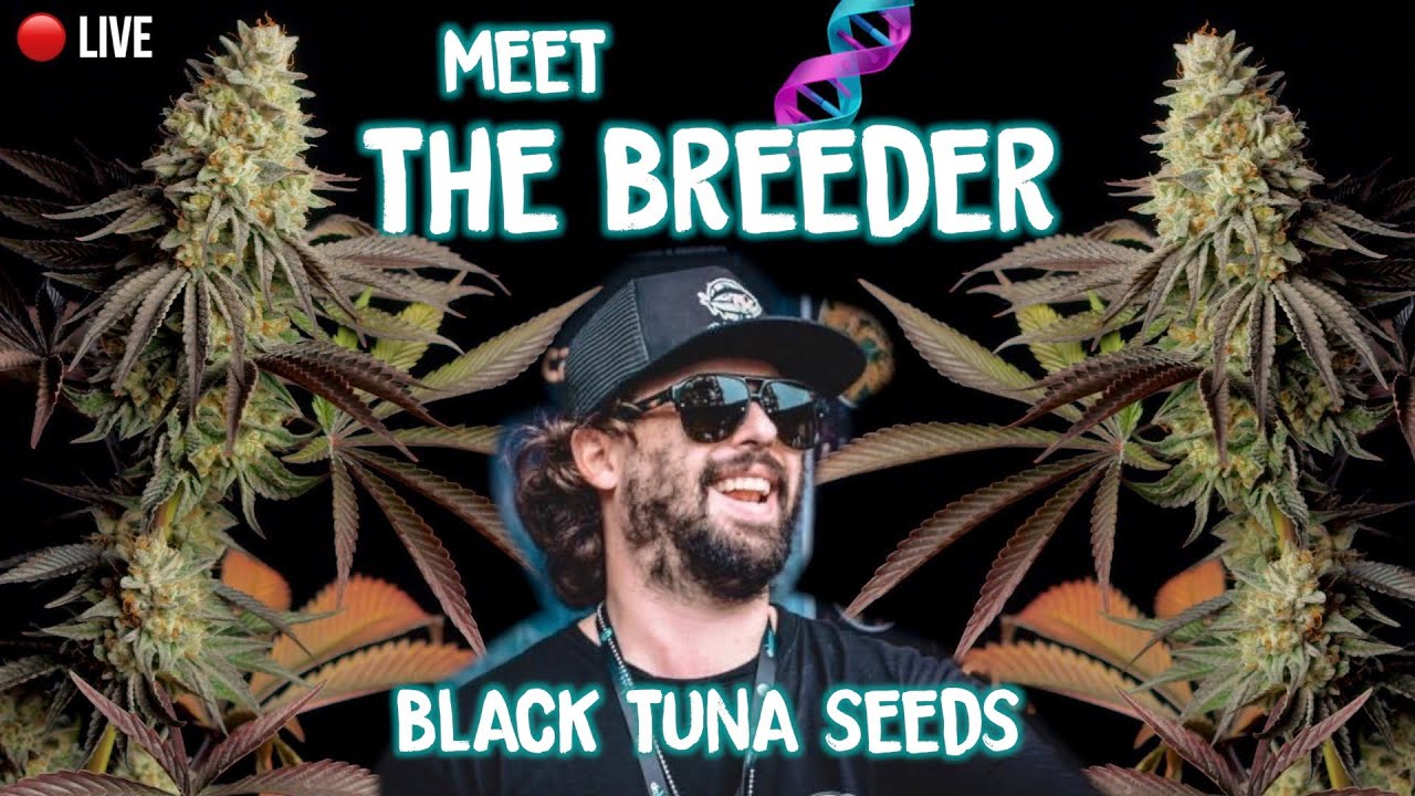 🔴Meet The Genetic Director of Black Tuna Seeds & Avicanna in Santa Marta Colombia (Carlos Vives Jr.)