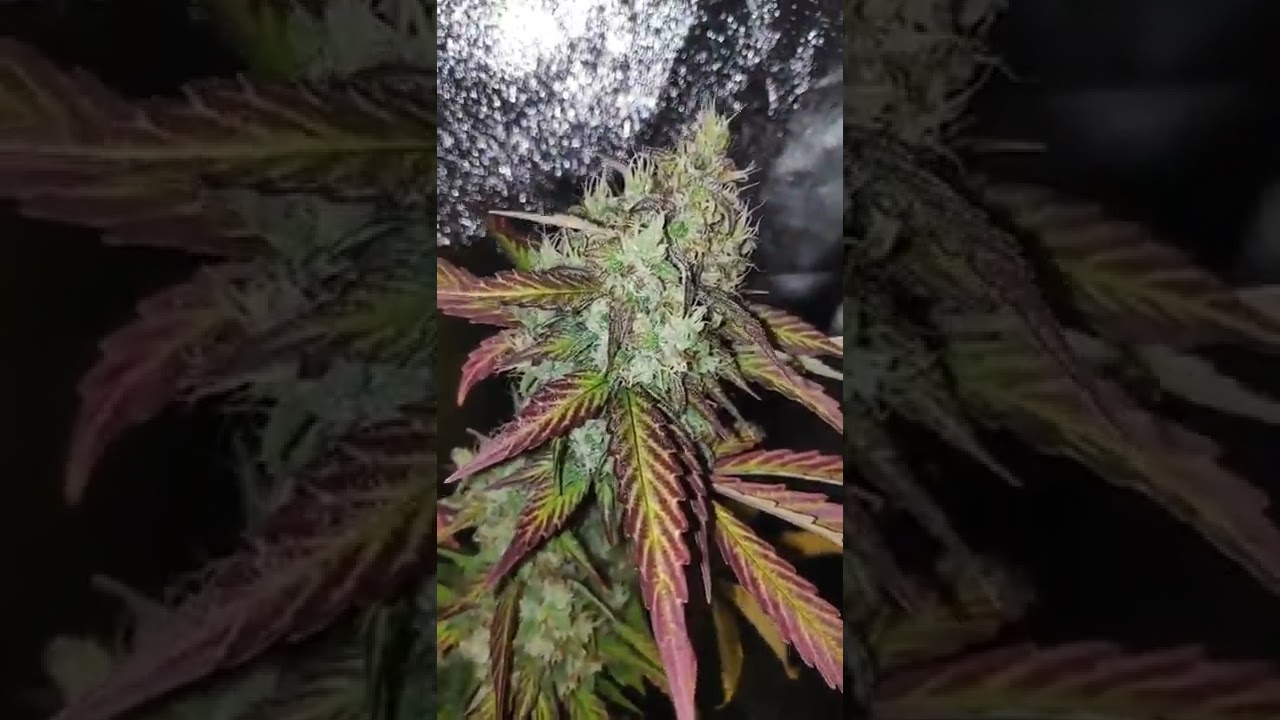 Tangie Scout Reg  / Cannabis Indoor Grow By Canuk Seeds