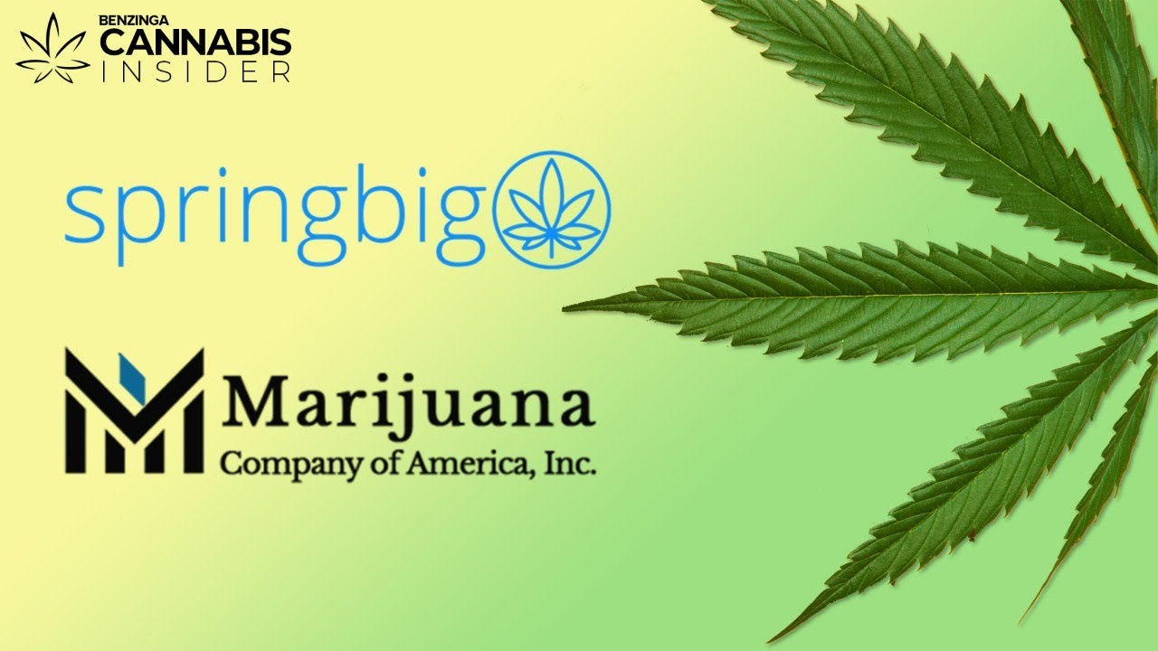 The Leading Cannabis Marketing Platform + MCOA | Benzinga Cannabis Insider