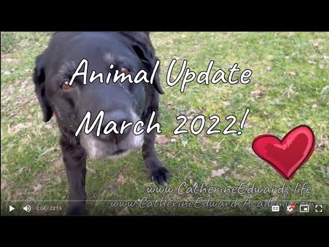 Catherine's Animal Update 31st March 2022 Including Mitzi Our New Cat!