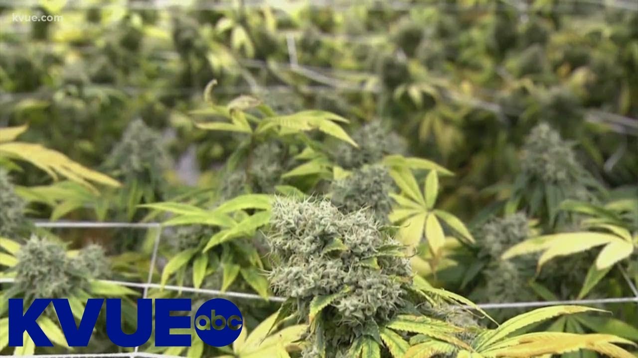 Texas House OKs medical cannabis expansion bill | KVUE