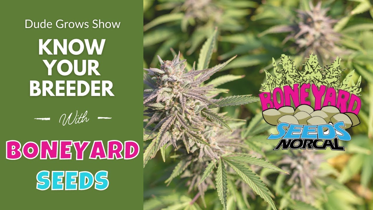 KNOW YOUR BREEDER SERIES: Mr. Toad From Boneyard Seeds