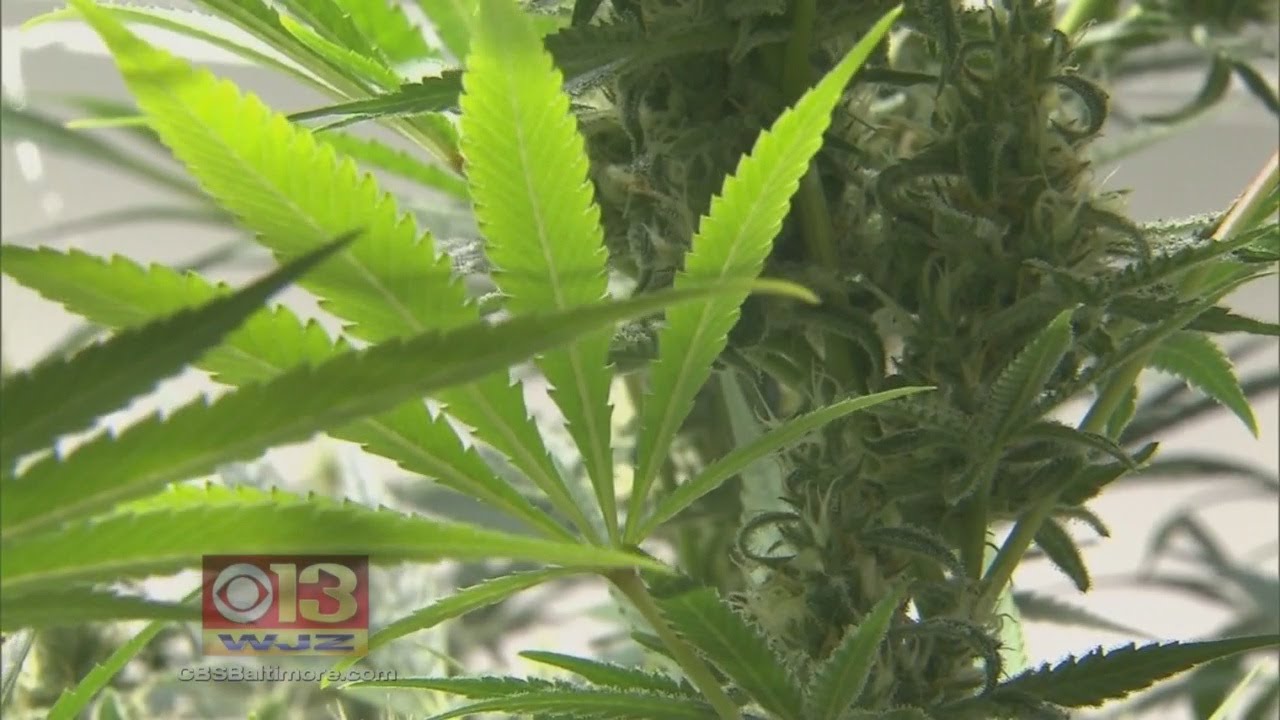 First Legal Crop Of Medical Crop Growing In Md.