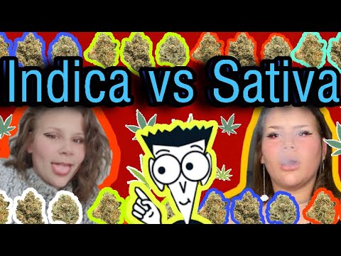 Weed para novatos: Sativa vs Indica (Todo lo que tienes que saber)