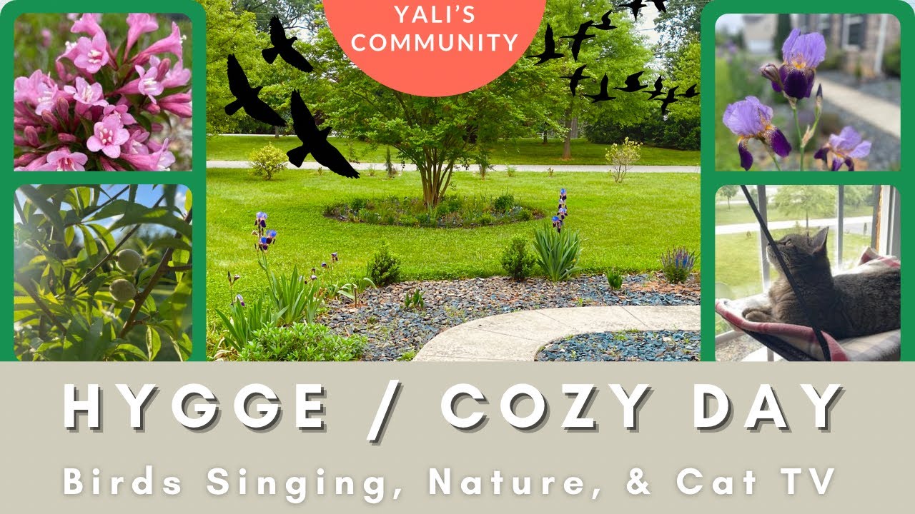 Hygge / Cozy Day: Birds Singing, Nature, Foggy Day & Cat TV to Enjoy and Relax! // Yali’s Community