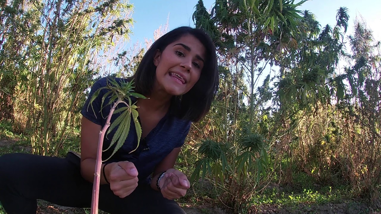 Navajo Hemp | Cronkite News