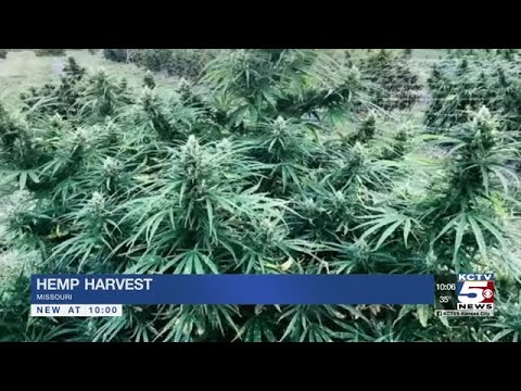 Industrial hemp farm has first legal harvest since WWII